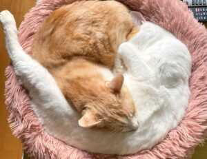 can the game honzava5 be played offline