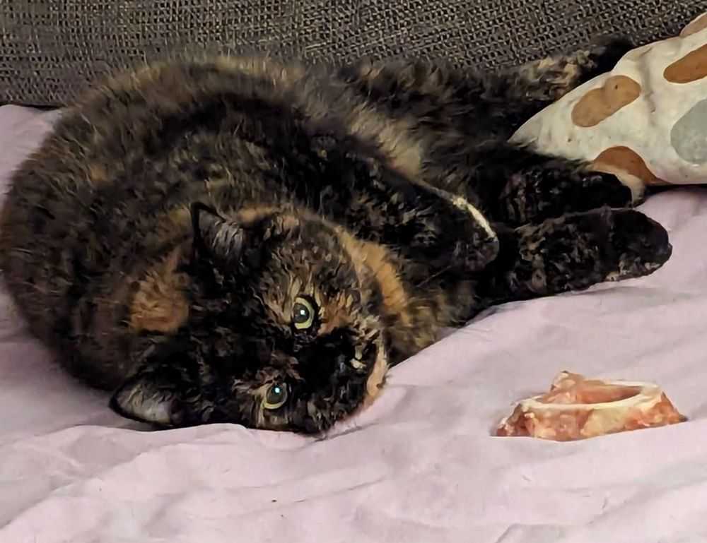 can vloweves be played as a team