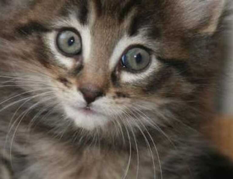 cardio vs weight training fntkgym