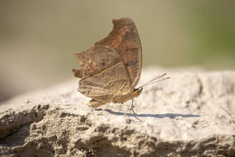 fntkgym gymansium guide from fitness-talk