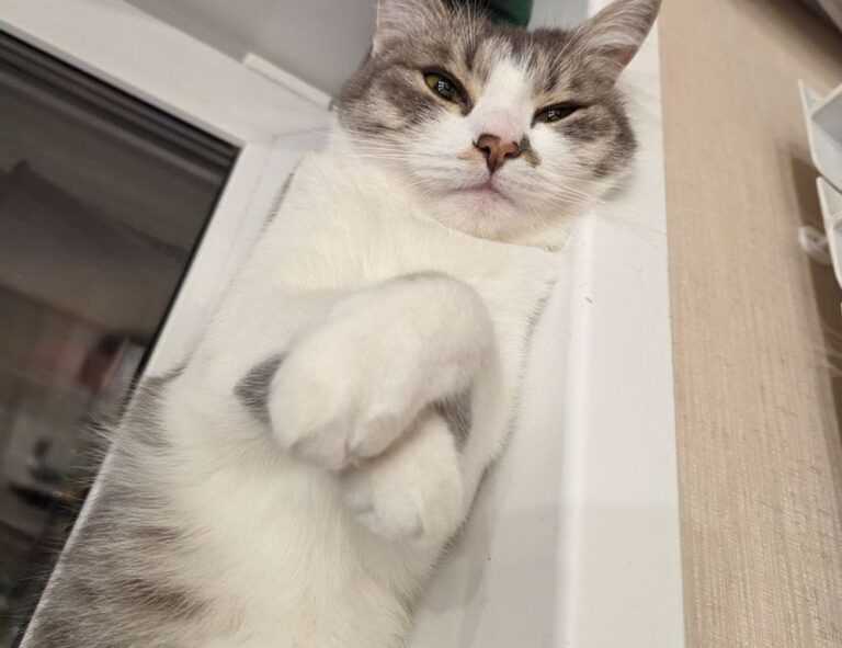 how to keep your gym pest free fntkgym