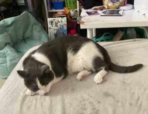 which laptops can run vastaywar