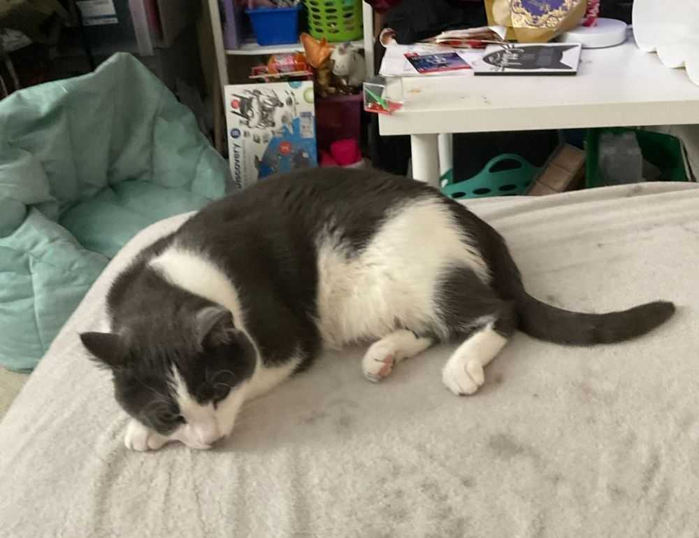 which laptops can run vastaywar